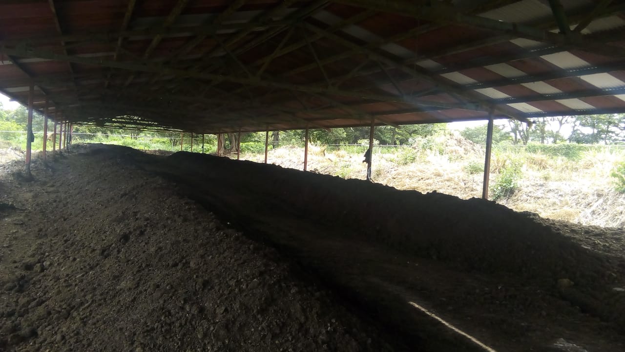 Filas de material orgánico en un galerón de compostaje